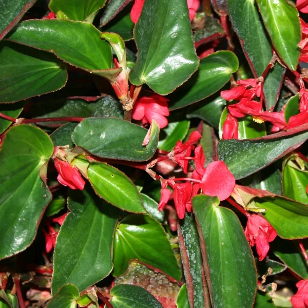 Begonia Dragón