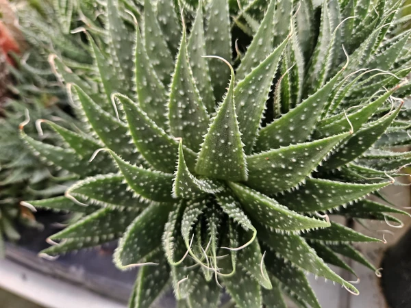 Aloe Aristata grande