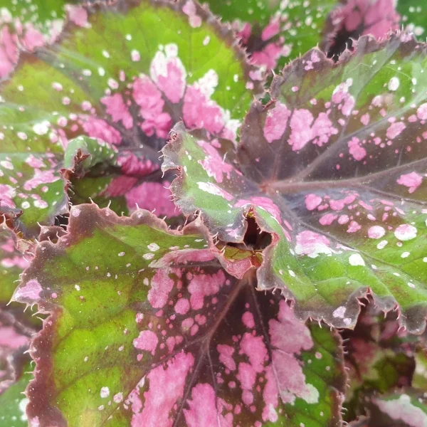 Begonia African jungle grande