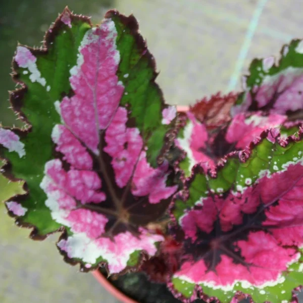 Begonia Alaska Creek