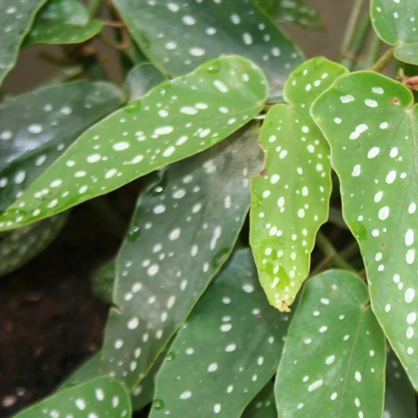 Begonia Albo Picta