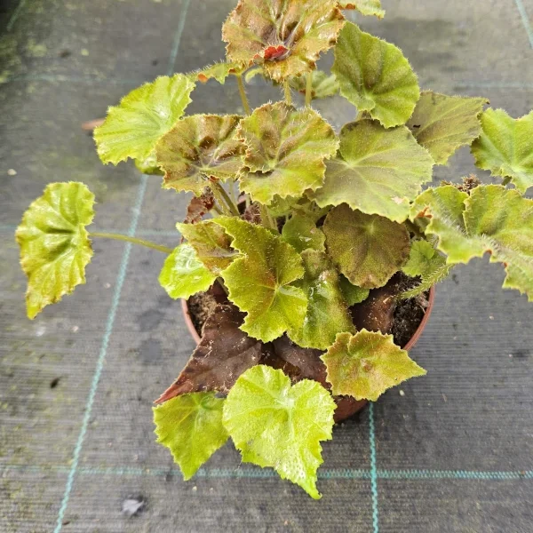 Begonia Amber Love