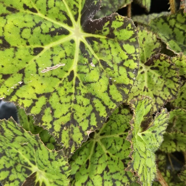 Begonia Amelia’s Kaleidoscope grande