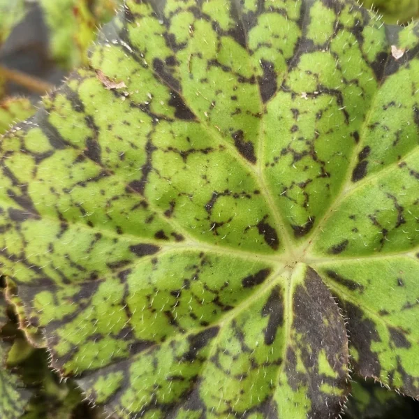 Begonia Amelia’s Kaleidoscope grande