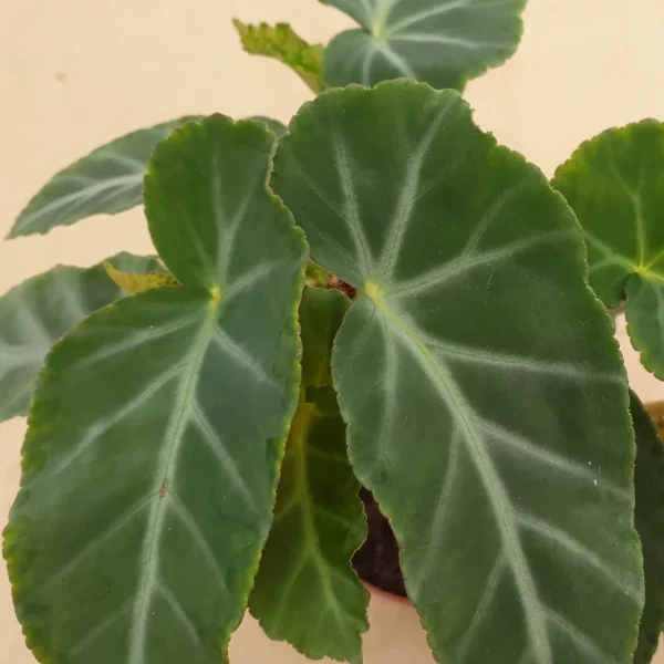 Begonia Angularis