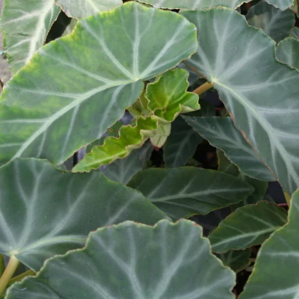 Begonia Angularis