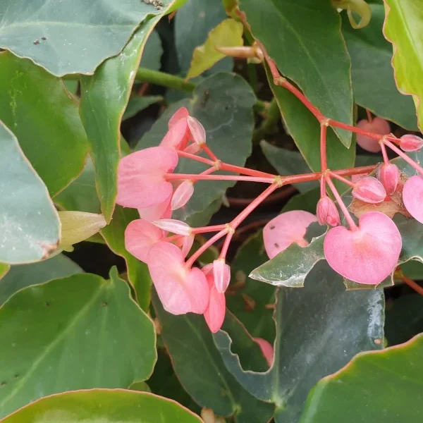 Begonia Anita Roseana