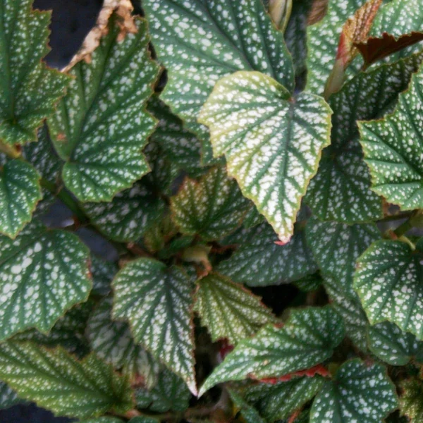 Begonia Argenteo Guttata