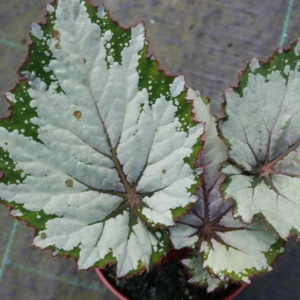 Begonia Asian Tundra