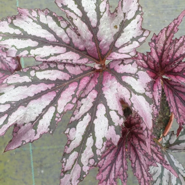 Begonia Benitochiba