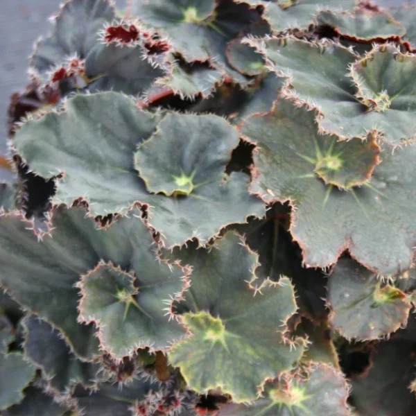 Begonia Black Mamba