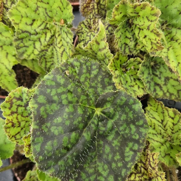 Begonia Bowerae Green Fever grande