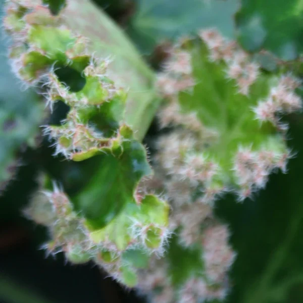 Begonia Bunchii