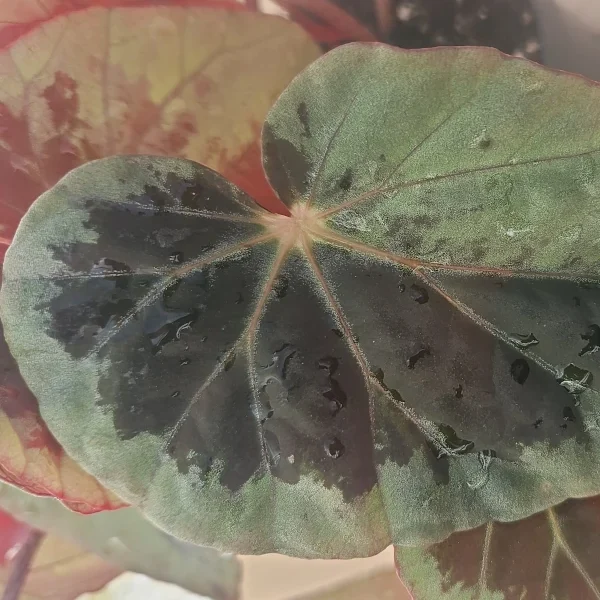 Begonia Burkillii