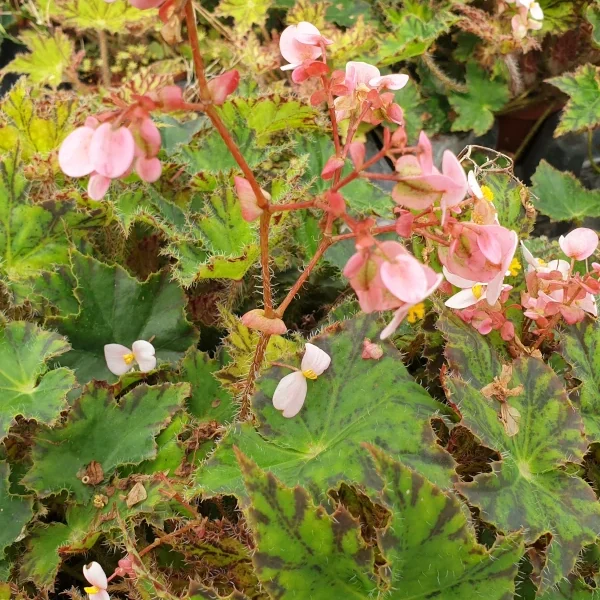 Begonia Cleopatra