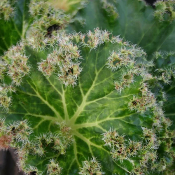 Begonia Crista verde