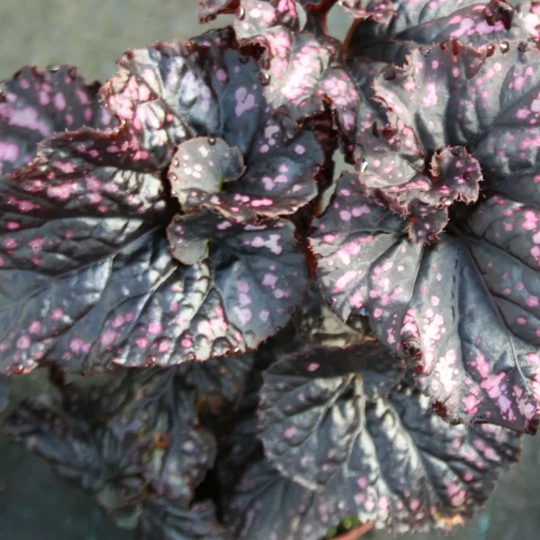 Begonia Cumbia