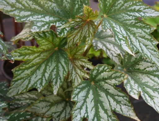 Begonia Diadema