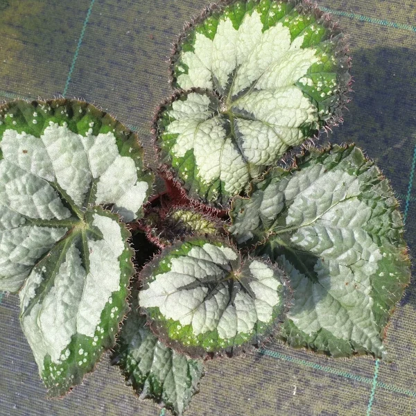 Begonia Emerald Gold