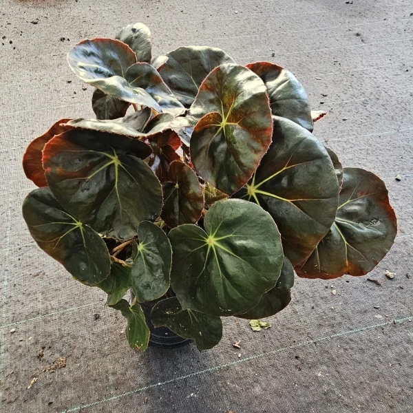 Begonia Erytrophylla Beefsteak