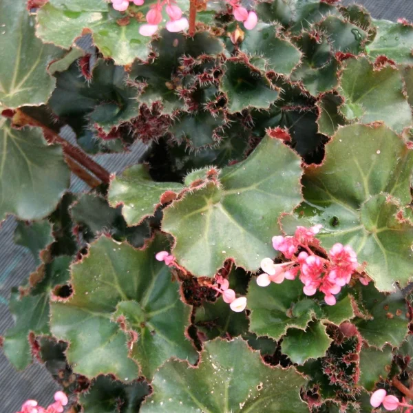 Begonia Erytrophylla Black Jungle grande