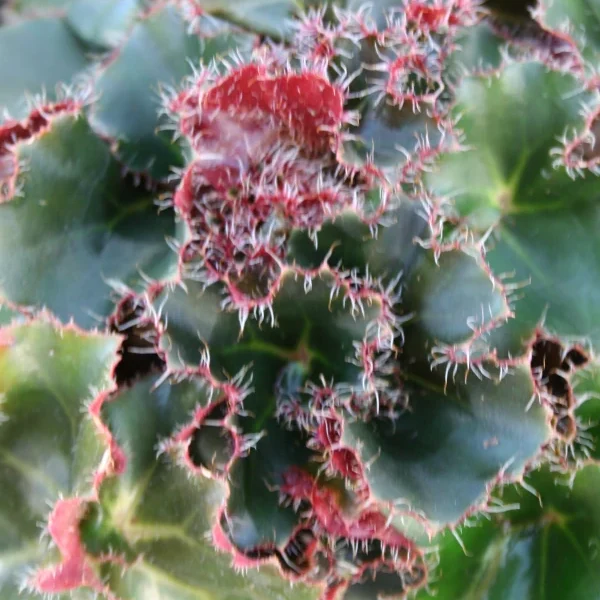 Begonia Erytrophylla Black Jungle grande