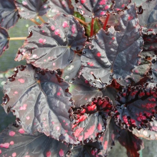 Begonia Etna grande