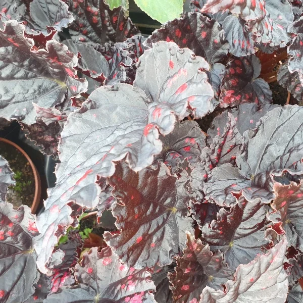 Begonia Etna grande