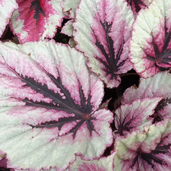 Begonia Evening Glow