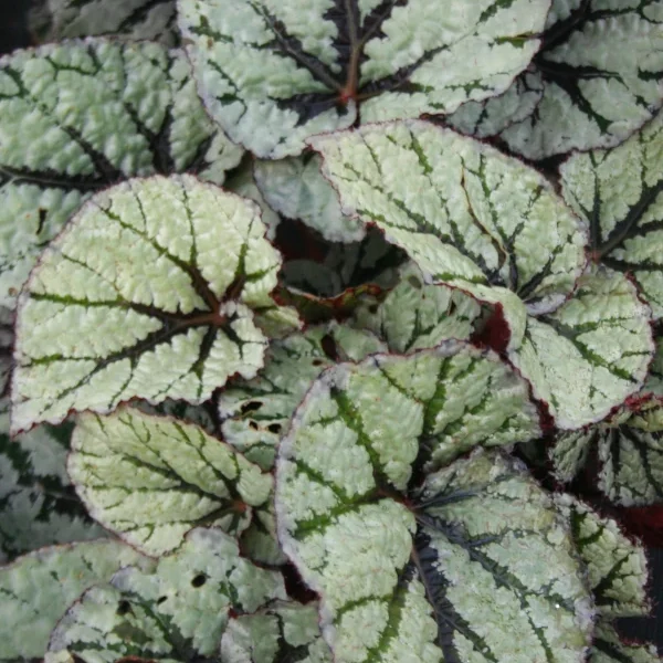 Begonia  Fedor grande