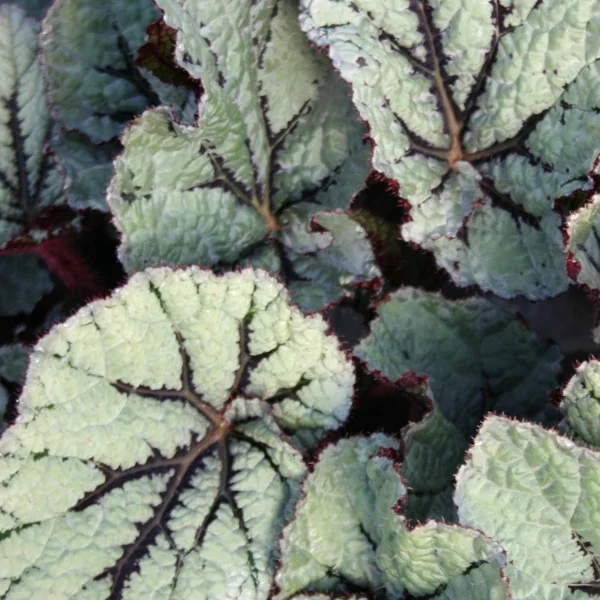 Begonia  Fedor grande