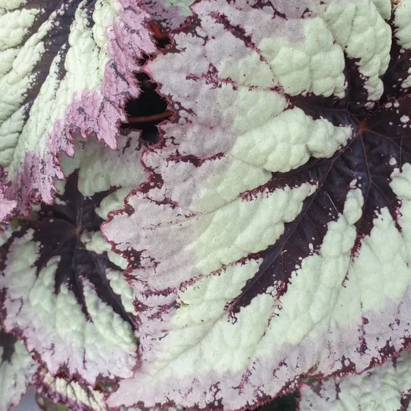 Begonia Fireworks