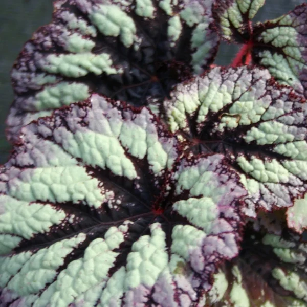 Begonia Fireworks