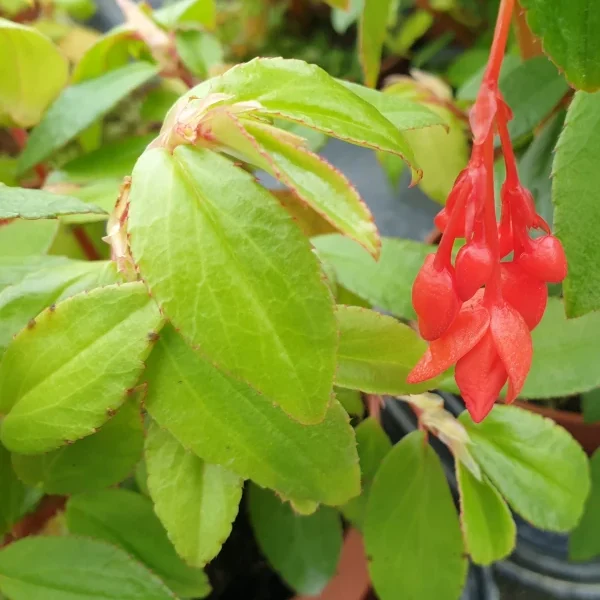 Begonia Fuchsioides