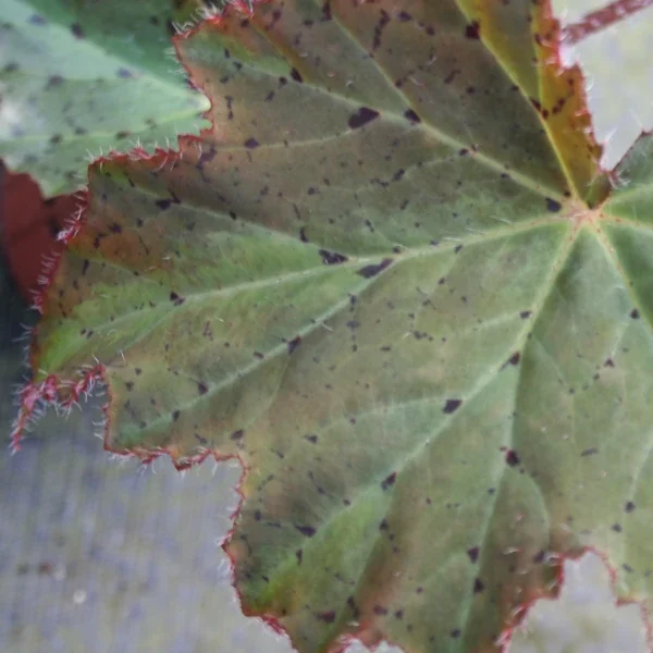 Begonia Fuscumaculata