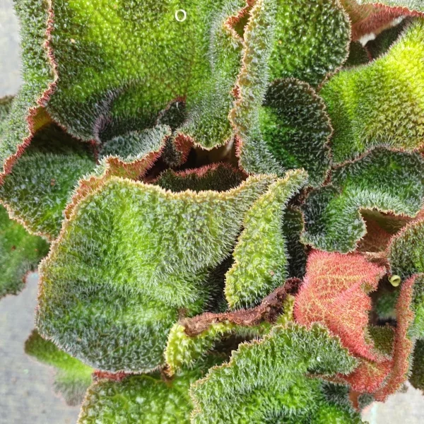 Begonia Glaziovii soli  mutata