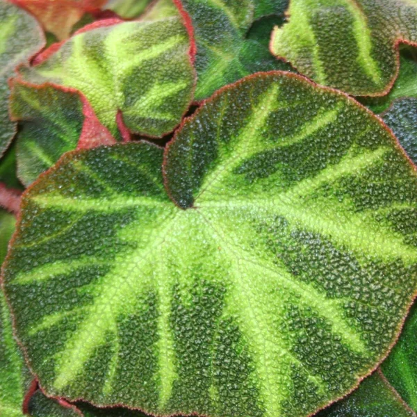 Begonia Glaziovii soli  mutata