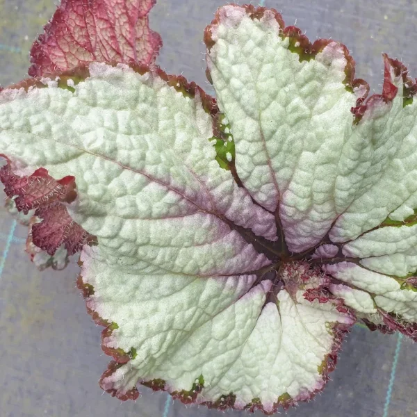 Begonia Green Gold