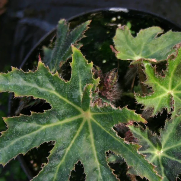 Begonia Heracleifolia grande