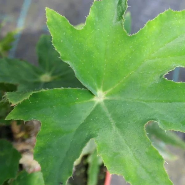 Begonia Heracleifolia Punktata grande