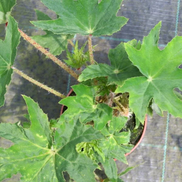 Begonia Heracleifolia Punktata