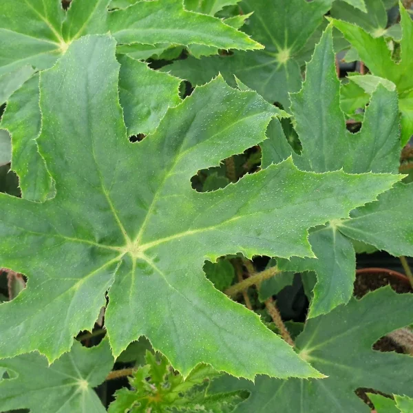 Begonia Heracleifolia Punktata