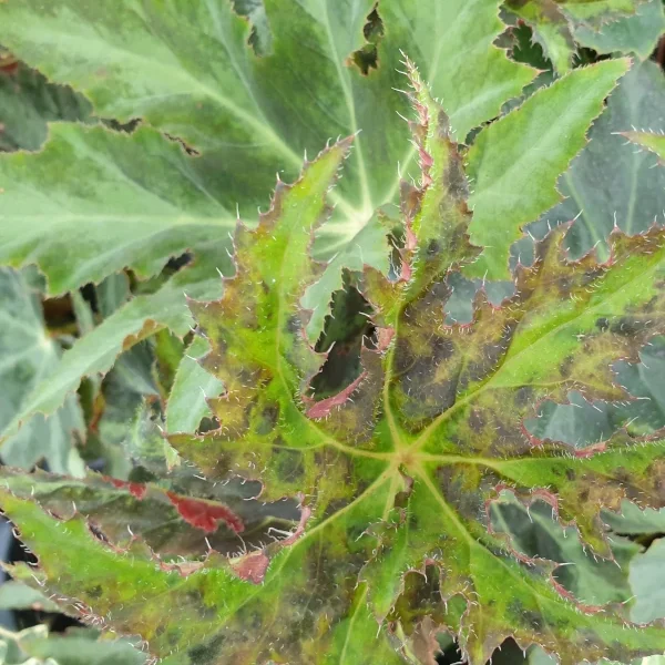 Begonia Heracleifolia grande