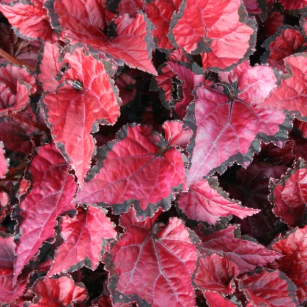 Begonia Inca Night grande