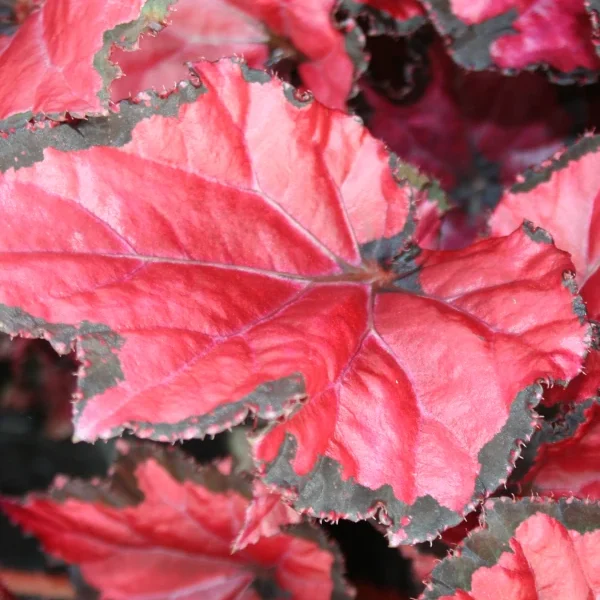 Begonia Inca Night grande