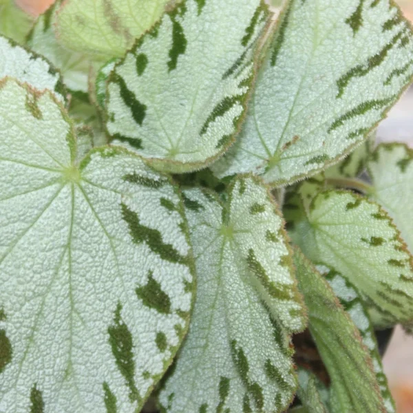 Begonia Silver Jewel