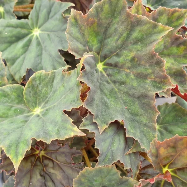 Begonia Joe Hayden