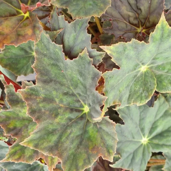 Begonia Joe Hayden