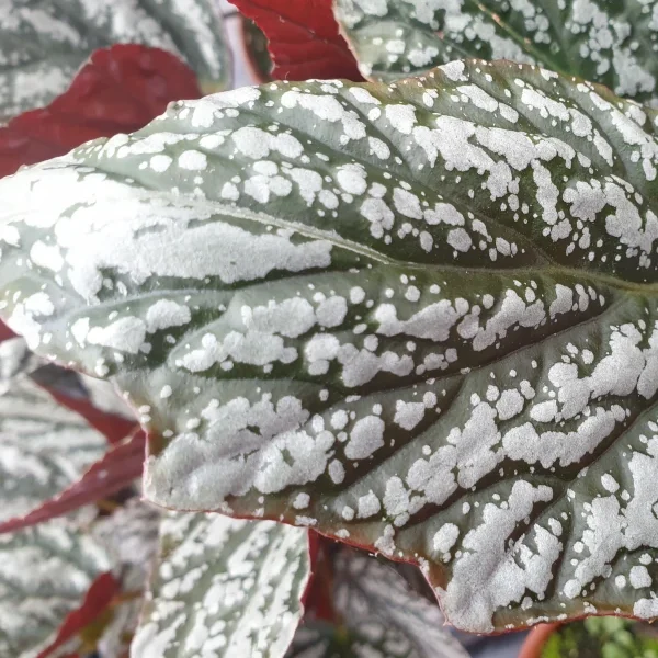 Begonia Jolly Silver