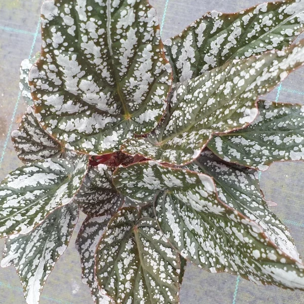 Begonia Jolly Silver